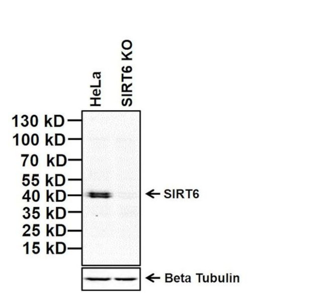 SIRT6 Antibody