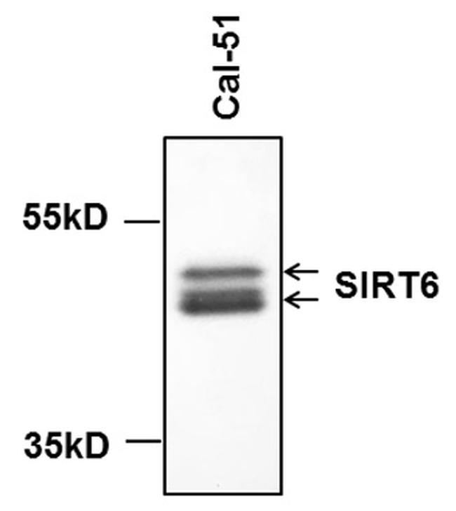 SIRT6 Antibody in Western Blot (WB)