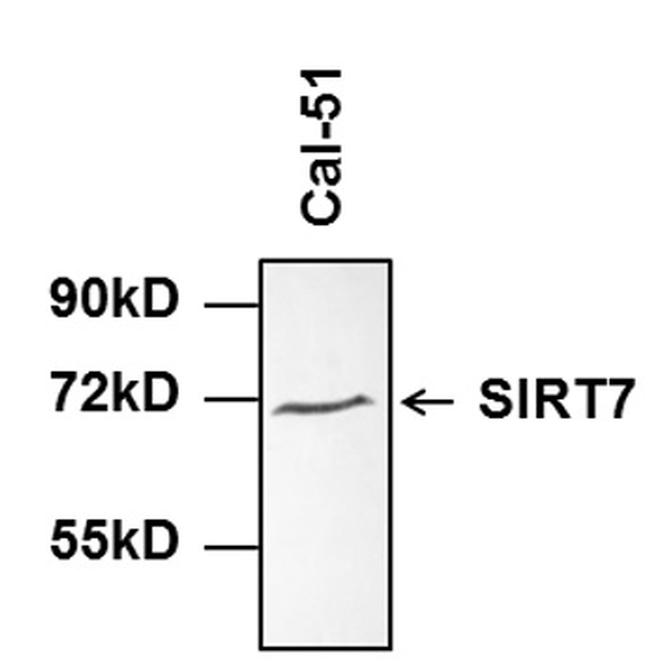 SIRT7 Antibody in Western Blot (WB)