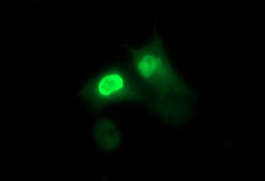 SIVA1 Antibody in Immunocytochemistry (ICC/IF)