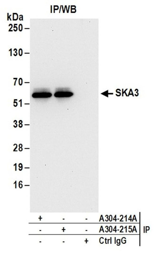 SKA3 Antibody in Immunoprecipitation (IP)