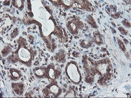 SKIL Antibody in Immunohistochemistry (Paraffin) (IHC (P))