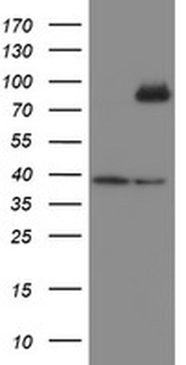 SKIL Antibody in Western Blot (WB)