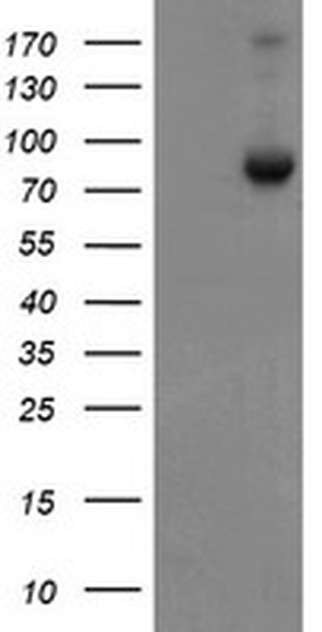 SKIL Antibody in Western Blot (WB)