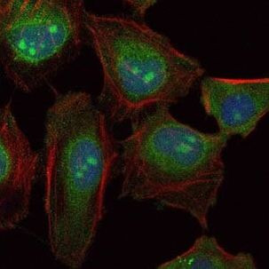 SKP1 Antibody in Immunocytochemistry (ICC/IF)