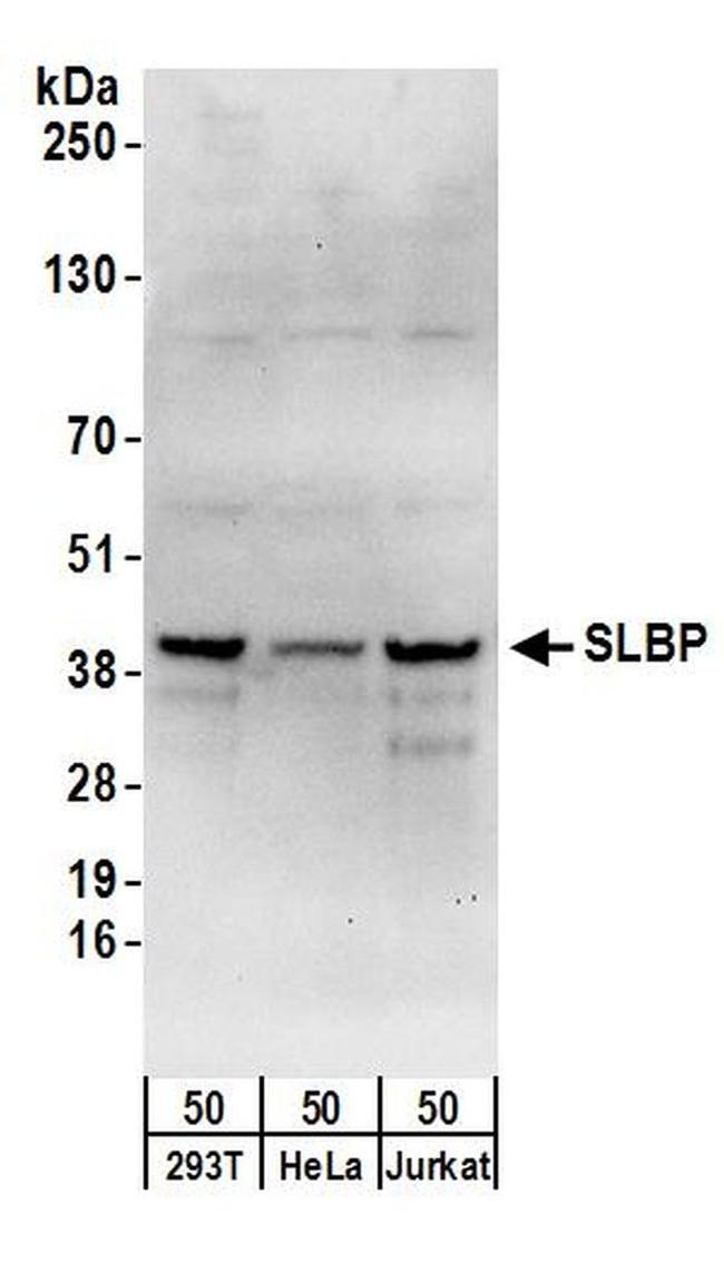 SLBP Antibody in Western Blot (WB)