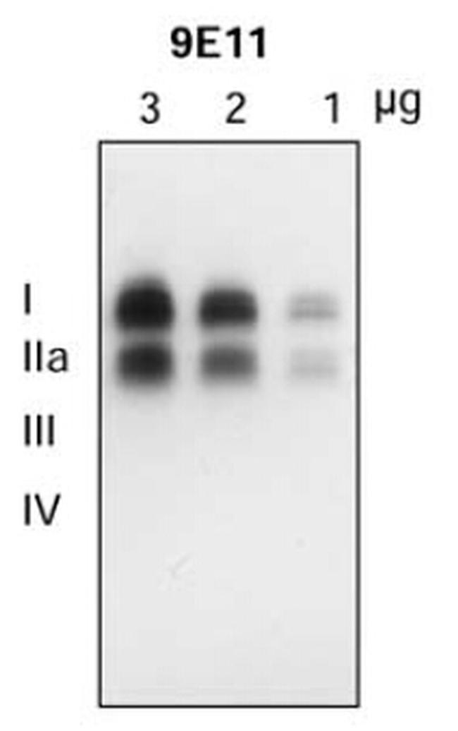 SLC18A2 Antibody in Western Blot (WB)