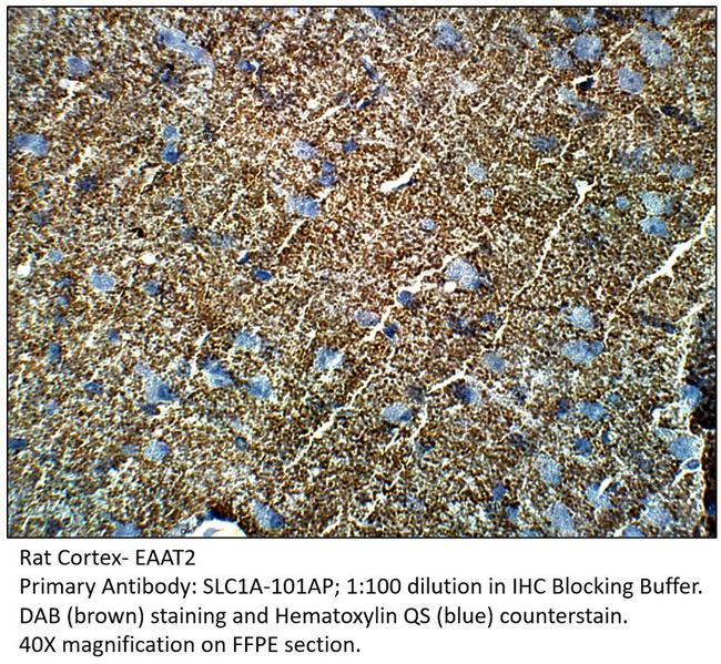 EAAT2 Antibody in Immunohistochemistry (Paraffin) (IHC (P))