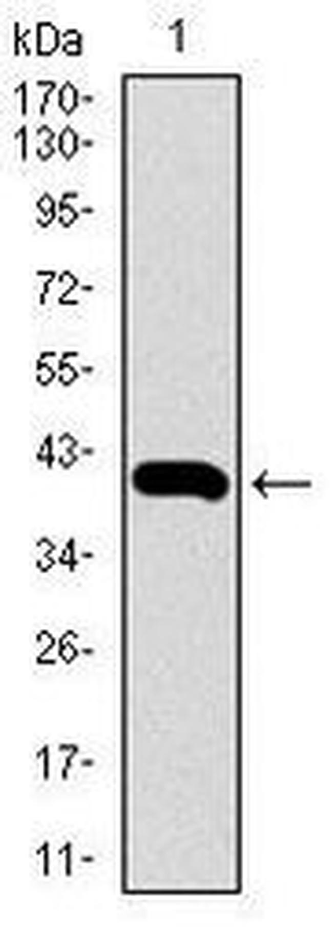 GLUT4 Antibody in Western Blot (WB)