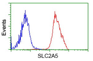 SLC2A5 Antibody in Flow Cytometry (Flow)