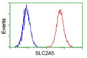 SLC2A5 Antibody in Flow Cytometry (Flow)