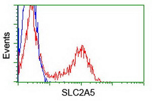 SLC2A5 Antibody in Flow Cytometry (Flow)