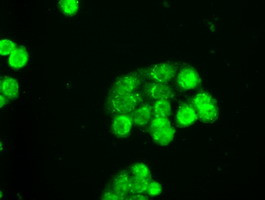 SLC2A5 Antibody in Immunocytochemistry (ICC/IF)