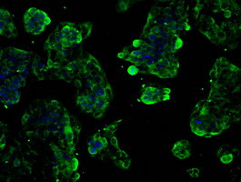 SLC2A5 Antibody in Immunocytochemistry (ICC/IF)