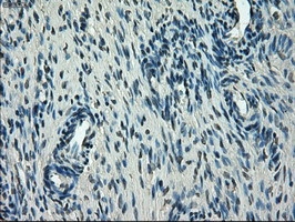 SLC2A5 Antibody in Immunohistochemistry (Paraffin) (IHC (P))