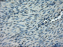 SLC2A5 Antibody in Immunohistochemistry (Paraffin) (IHC (P))