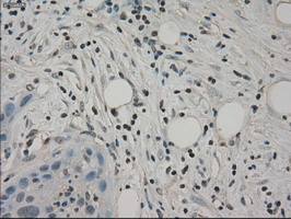 SLC2A5 Antibody in Immunohistochemistry (Paraffin) (IHC (P))