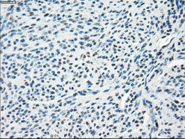 SLC2A5 Antibody in Immunohistochemistry (Paraffin) (IHC (P))