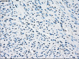 SLC2A5 Antibody in Immunohistochemistry (Paraffin) (IHC (P))