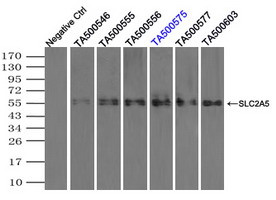 SLC2A5 Antibody in Immunoprecipitation (IP)