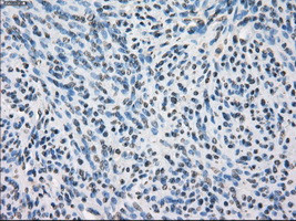 SLC2A6 Antibody in Immunohistochemistry (Paraffin) (IHC (P))