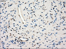 SLC2A6 Antibody in Immunohistochemistry (Paraffin) (IHC (P))