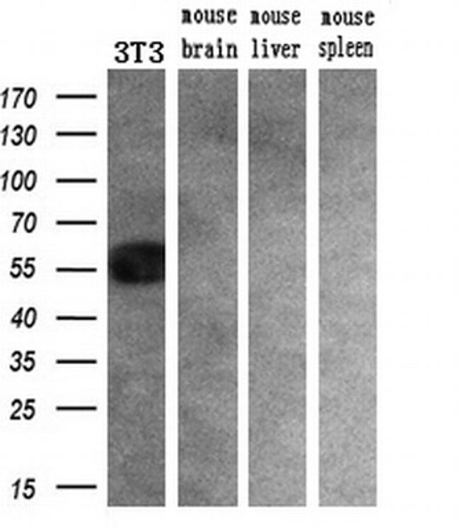 SLC2A6 Antibody in Western Blot (WB)