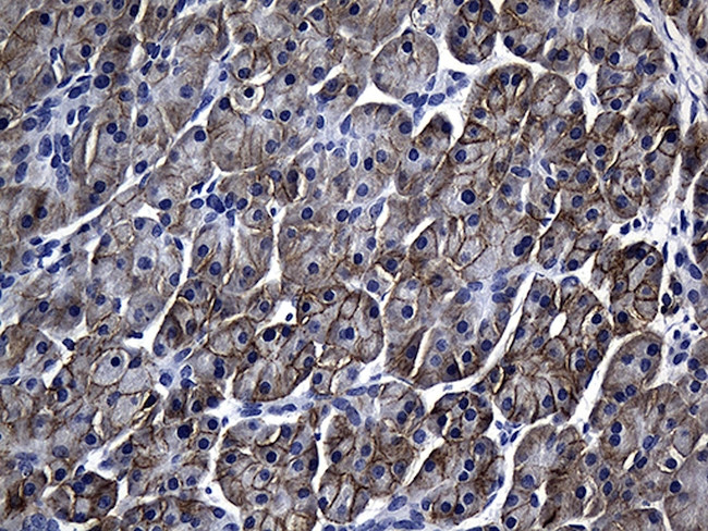 SLC39A5 Antibody in Immunohistochemistry (Paraffin) (IHC (P))