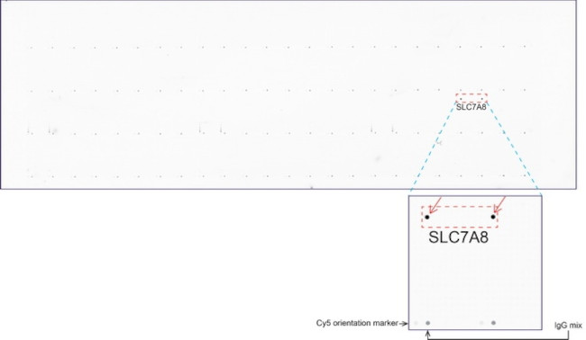 SLC7A8 Antibody in Peptide array (ARRAY)