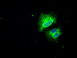 SLC7A8 Antibody in Immunocytochemistry (ICC/IF)