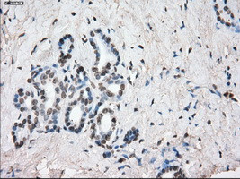 SLC7A8 Antibody in Immunohistochemistry (Paraffin) (IHC (P))