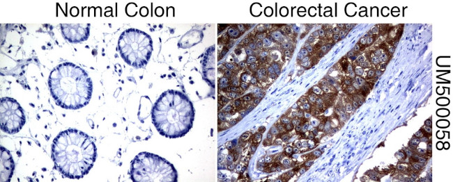 SLC7A8 Antibody in Immunohistochemistry (Paraffin) (IHC (P))