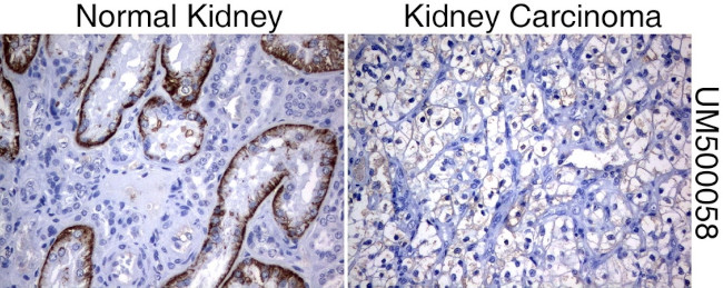 SLC7A8 Antibody in Immunohistochemistry (Paraffin) (IHC (P))