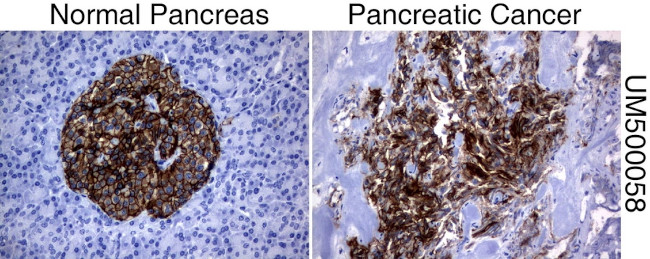 SLC7A8 Antibody in Immunohistochemistry (Paraffin) (IHC (P))