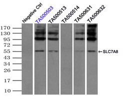 SLC7A8 Antibody in Immunoprecipitation (IP)