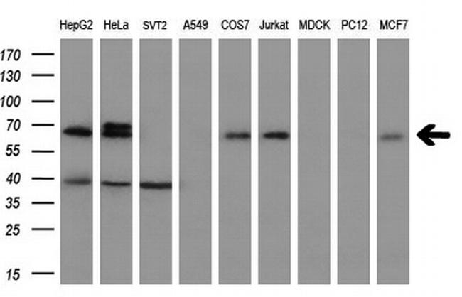 SLC7A8 Antibody in Western Blot (WB)