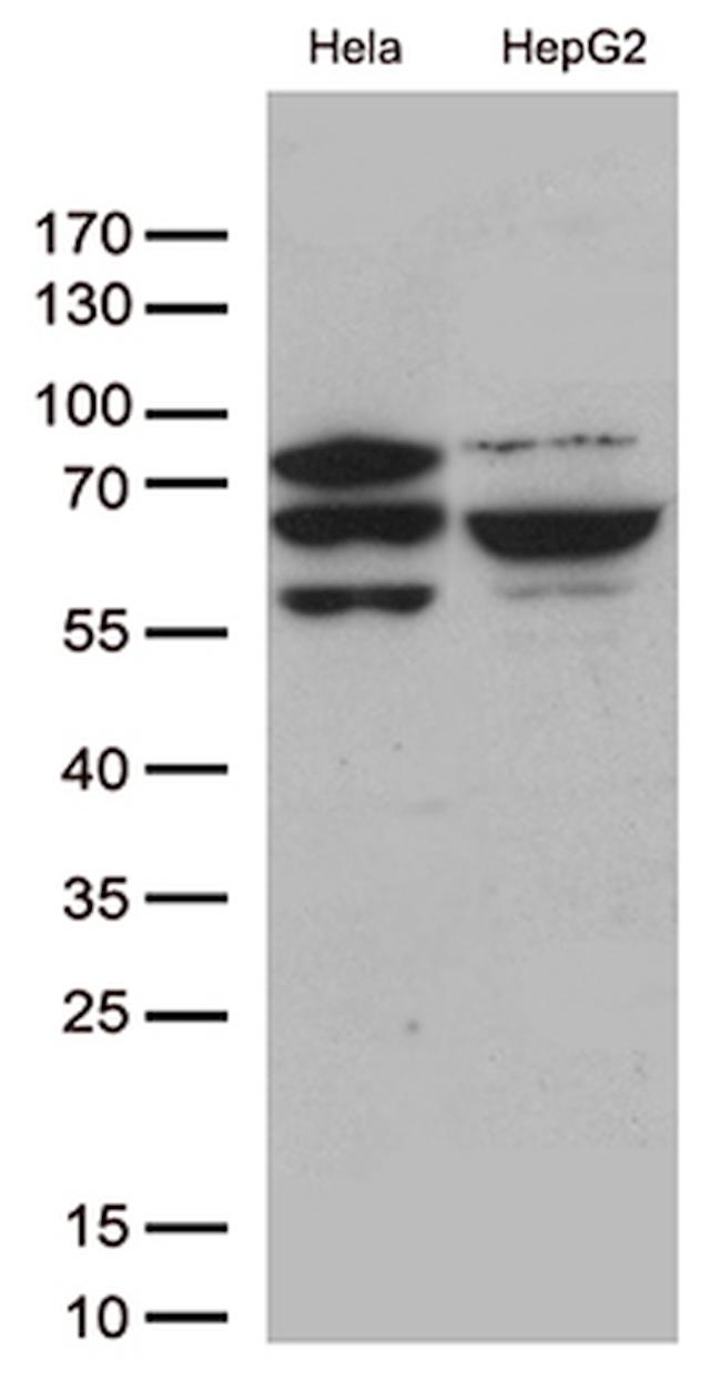 SLU7 Antibody in Western Blot (WB)