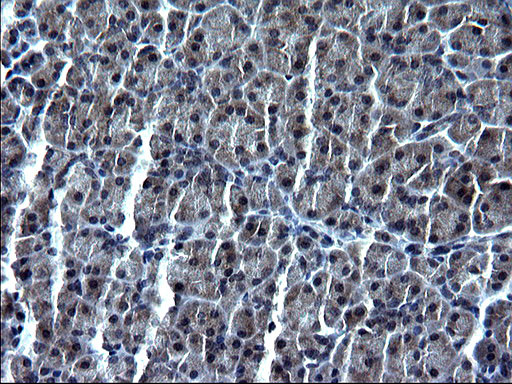 SMAD1 Antibody in Immunohistochemistry (Paraffin) (IHC (P))