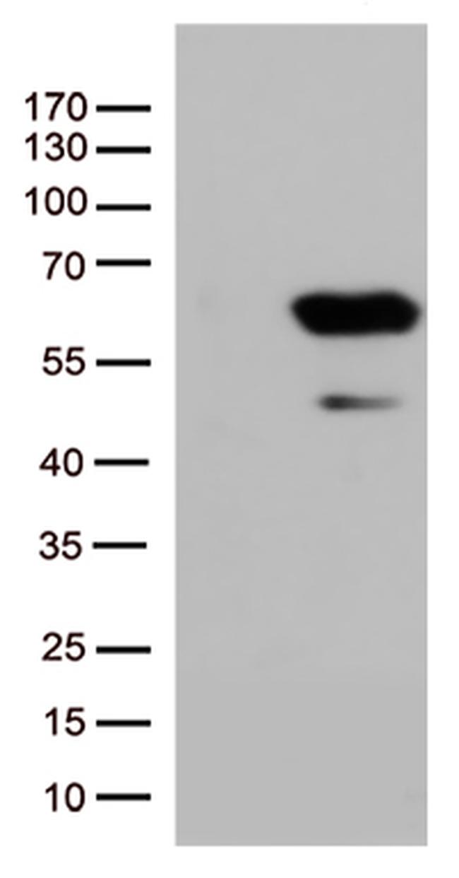 SMAD1 Antibody in Western Blot (WB)