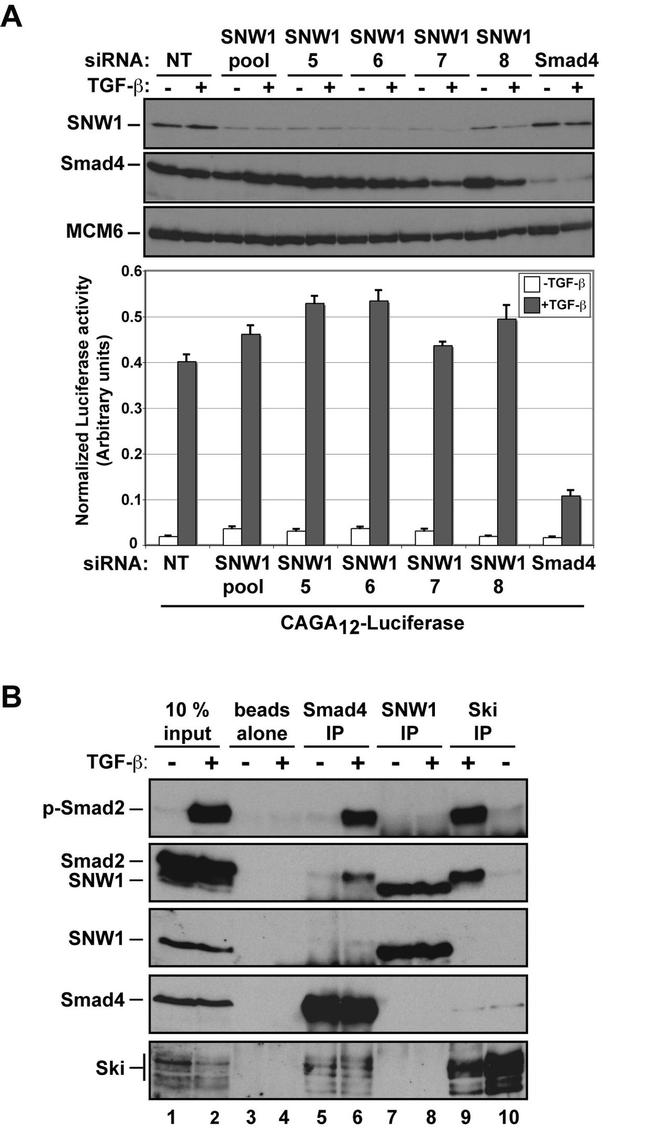 SMAD1 Antibody in Western Blot (WB)