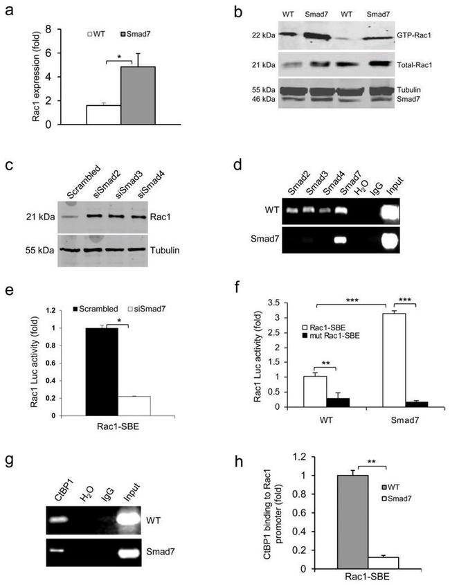 SMAD2 Antibody in ChIP Assay (ChIP)