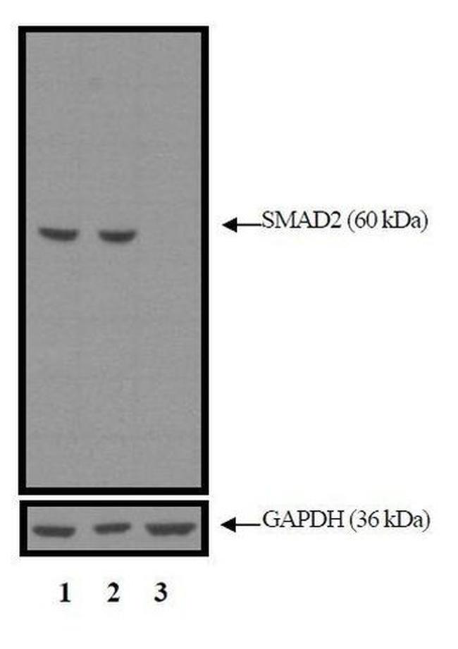 SMAD2 Antibody in Western Blot (WB)