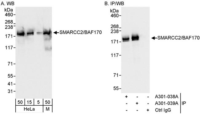 SMARCC2/BAF170 Antibody in Western Blot (WB)