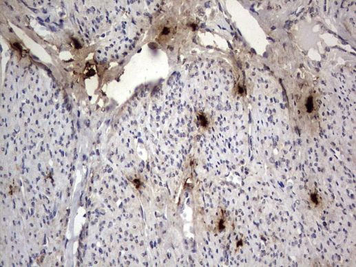 SMPD1 Antibody in Immunohistochemistry (Paraffin) (IHC (P))