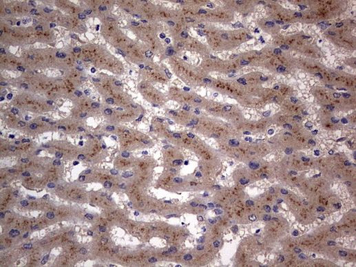 SMPD1 Antibody in Immunohistochemistry (Paraffin) (IHC (P))