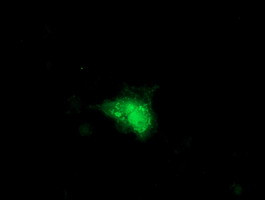 SMS Antibody in Immunocytochemistry (ICC/IF)