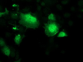 SMS Antibody in Immunocytochemistry (ICC/IF)