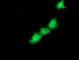 SMS Antibody in Immunocytochemistry (ICC/IF)