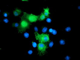 SMS Antibody in Immunocytochemistry (ICC/IF)