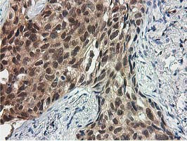 SMS Antibody in Immunohistochemistry (Paraffin) (IHC (P))